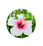OKINAWAの景色とお花③（個別スタンプ：10）