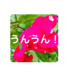 OKINAWAの景色とお花③（個別スタンプ：11）