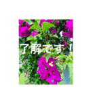 OKINAWAの景色とお花③（個別スタンプ：13）