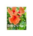 OKINAWAの景色とお花③（個別スタンプ：15）