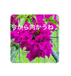 OKINAWAの景色とお花③（個別スタンプ：16）