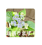 OKINAWAの景色とお花③（個別スタンプ：21）