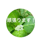 OKINAWAの景色とお花③（個別スタンプ：22）