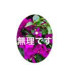 OKINAWAの景色とお花③（個別スタンプ：24）