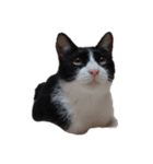 えらいねこ（個別スタンプ：4）