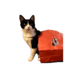 えらいねこ（個別スタンプ：5）