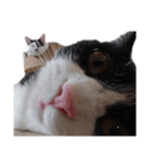 えらいねこ（個別スタンプ：7）