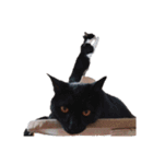 えらいねこ（個別スタンプ：8）