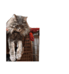 えらいねこ（個別スタンプ：12）