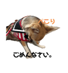 かわいいアイ犬ちわわ2改（個別スタンプ：1）