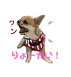 かわいいアイ犬ちわわ2改（個別スタンプ：2）