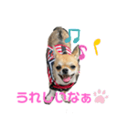 かわいいアイ犬ちわわ2改（個別スタンプ：3）