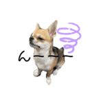 かわいいアイ犬ちわわ2改（個別スタンプ：4）
