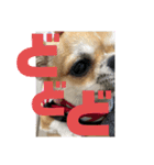 かわいいアイ犬ちわわ2改（個別スタンプ：6）