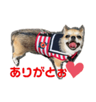 かわいいアイ犬ちわわ2改（個別スタンプ：7）