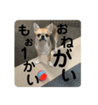 かわいいアイ犬ちわわ2改（個別スタンプ：8）