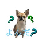 かわいいアイ犬ちわわ2改（個別スタンプ：9）