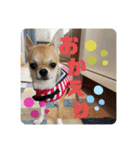 かわいいアイ犬ちわわ2改（個別スタンプ：10）