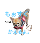 かわいいアイ犬ちわわ2改（個別スタンプ：13）