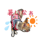 かわいいアイ犬ちわわ2改（個別スタンプ：14）