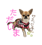かわいいアイ犬ちわわ2改（個別スタンプ：16）