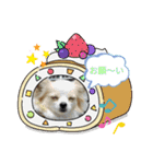 かわいいすぎるワンコスタンプ（個別スタンプ：1）