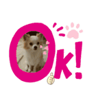 かわいいすぎるワンコスタンプ（個別スタンプ：8）