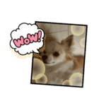 かわいいすぎるワンコスタンプ（個別スタンプ：13）