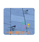 かわいいセキレイさんたち（個別スタンプ：4）