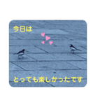 かわいいセキレイさんたち（個別スタンプ：6）