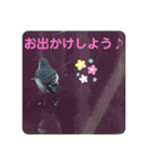 かわいいセキレイさんたち（個別スタンプ：10）