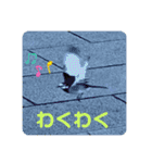かわいいセキレイさんたち（個別スタンプ：11）