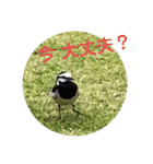 かわいいセキレイさんたち（個別スタンプ：22）