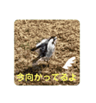 かわいいセキレイさんたち（個別スタンプ：23）