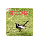 かわいいセキレイさんたち（個別スタンプ：27）