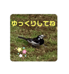 かわいいセキレイさんたち（個別スタンプ：32）