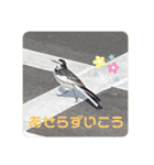 かわいいセキレイさんたち（個別スタンプ：33）