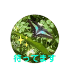かわいいセキレイさんたち（個別スタンプ：36）