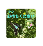 かわいいセキレイさんたち（個別スタンプ：37）