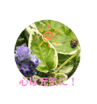 かわいいセキレイさんたち（個別スタンプ：38）