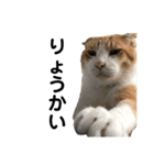 ねこのベビー1（個別スタンプ：2）
