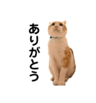 ねこのベビー1（個別スタンプ：3）