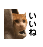 ねこのベビー1（個別スタンプ：4）