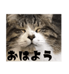 えくぼちゃんとドンくんの日常スタンプ（個別スタンプ：5）