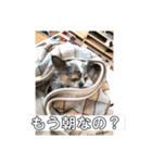 〜りんの日常〜（個別スタンプ：8）