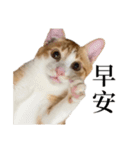 猫の栗ちゃん、今日も元気（個別スタンプ：1）