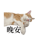 猫の栗ちゃん、今日も元気（個別スタンプ：2）