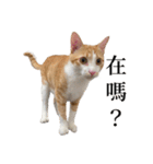 猫の栗ちゃん、今日も元気（個別スタンプ：3）
