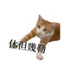 猫の栗ちゃん、今日も元気（個別スタンプ：5）