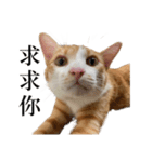 猫の栗ちゃん、今日も元気（個別スタンプ：6）
